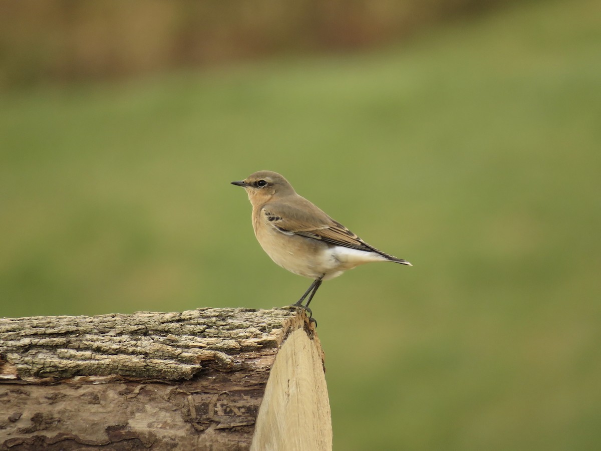 Northern Wheatear - ML120291511