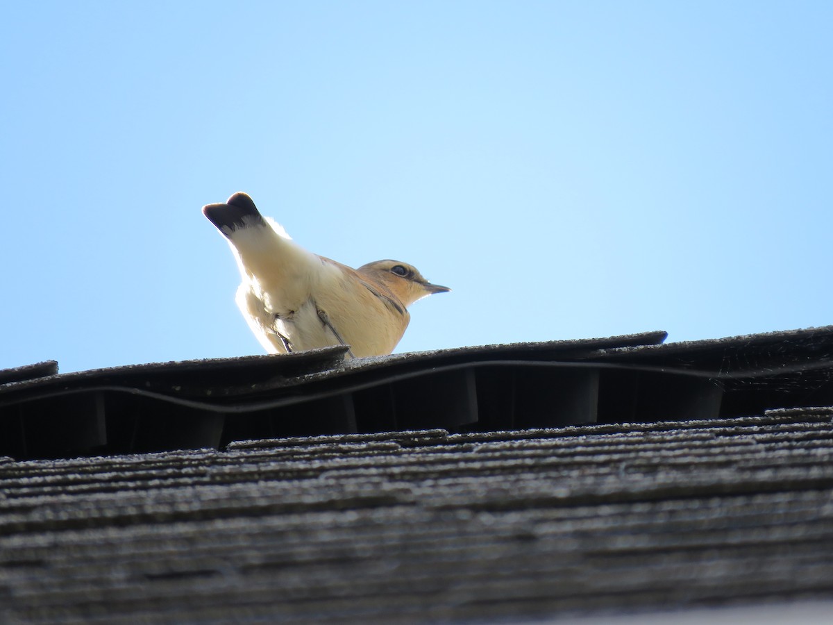 Northern Wheatear - ML120291531