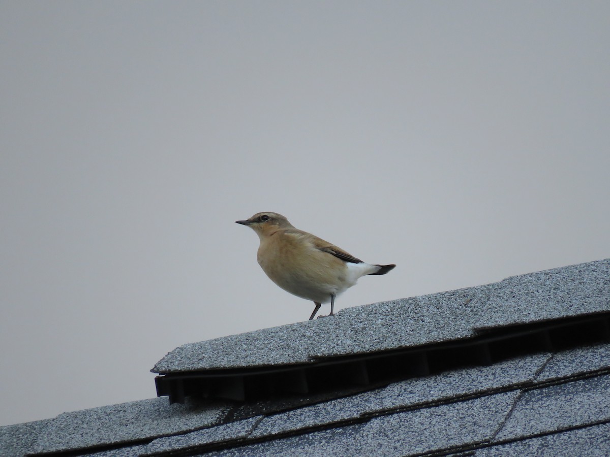 Northern Wheatear - ML120291571