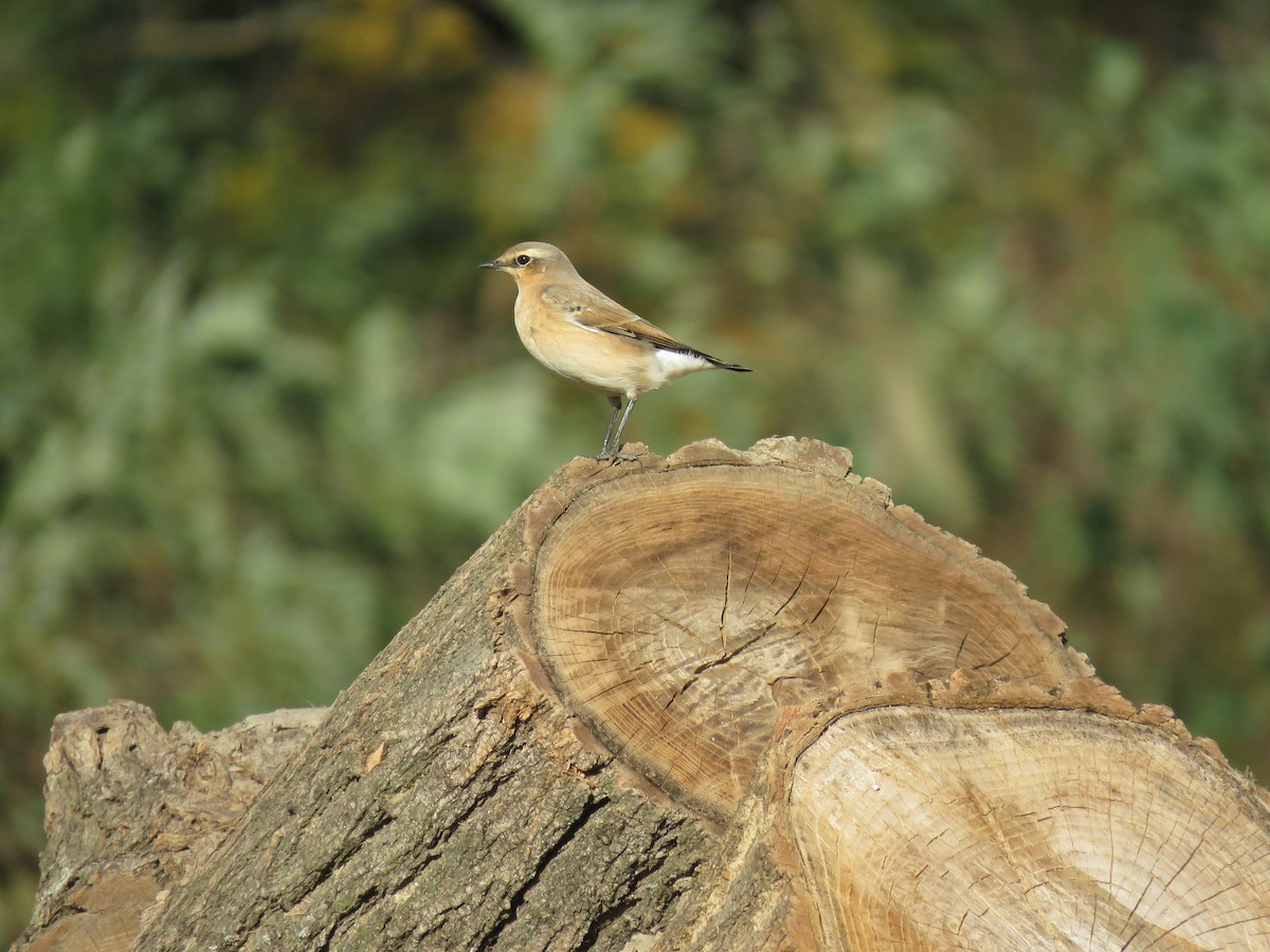 Northern Wheatear - ML120291611