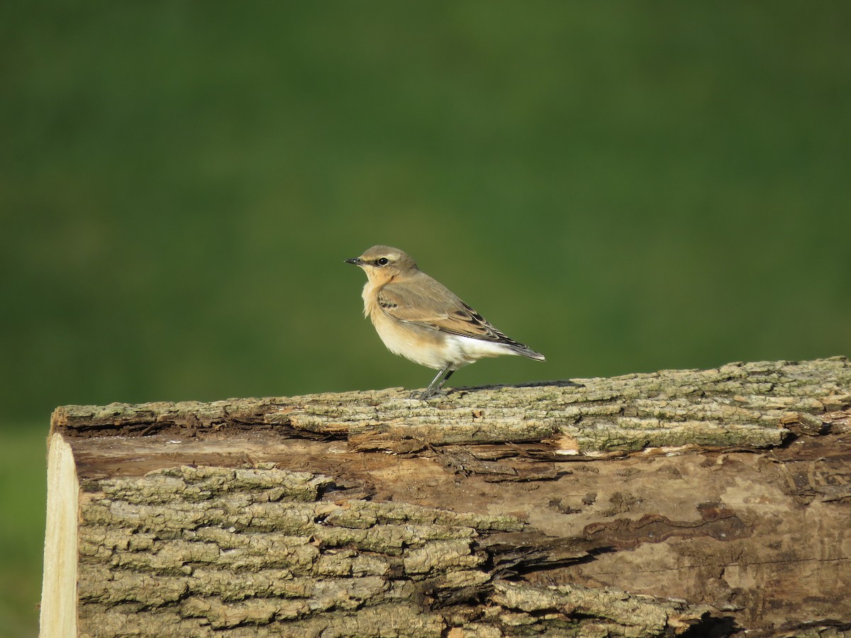 Northern Wheatear - ML120291621