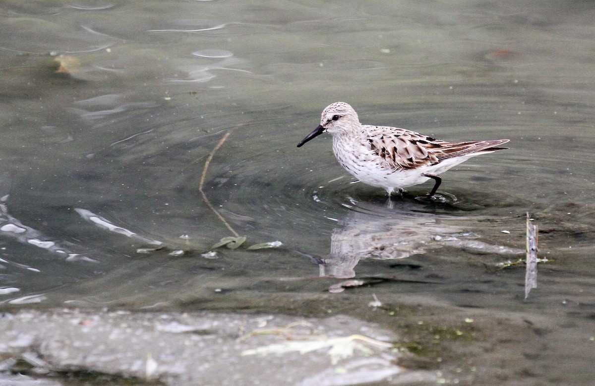 White-rumped Sandpiper - ML120291931