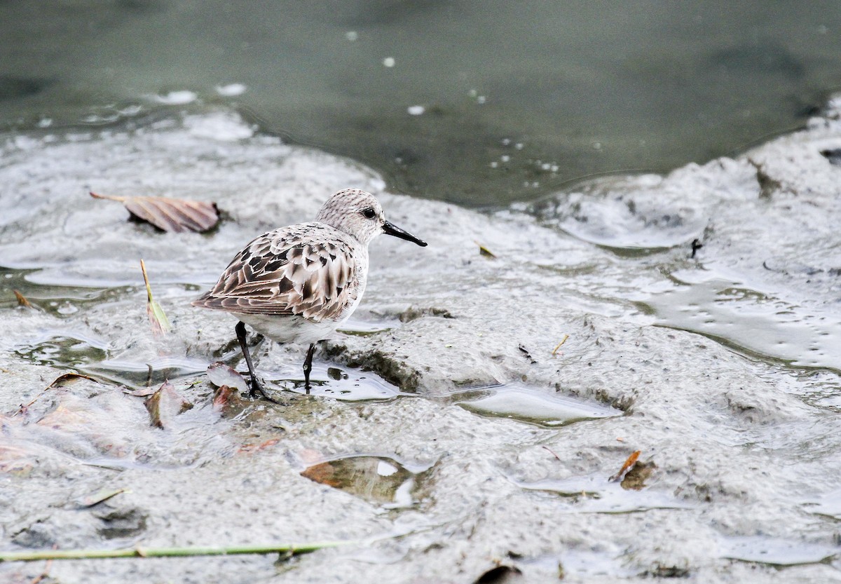 White-rumped Sandpiper - ML120292041