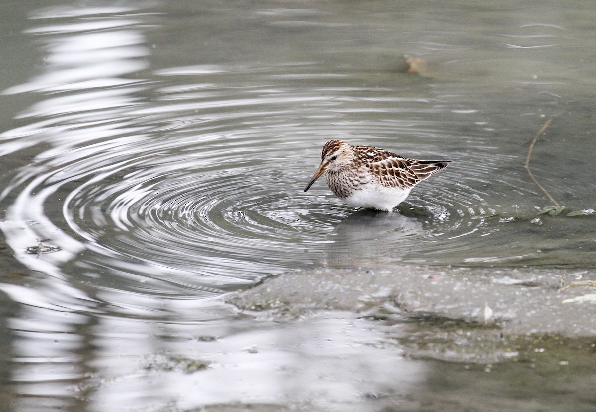 Pectoral Sandpiper - ML120292121