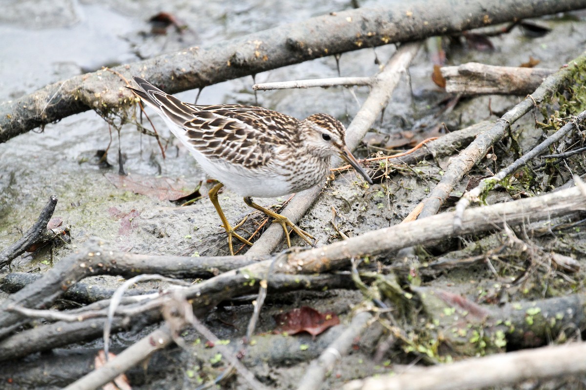 Pectoral Sandpiper - ML120292171
