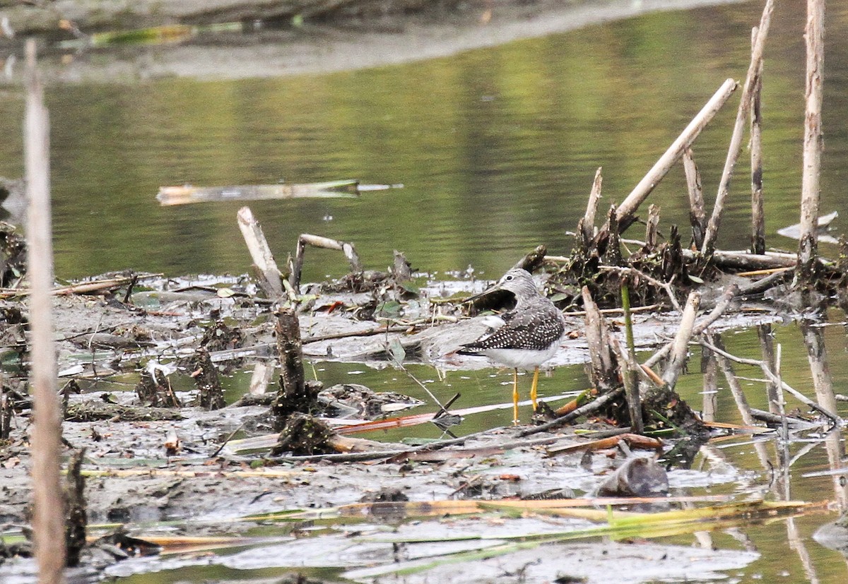 Greater Yellowlegs - ML120292291