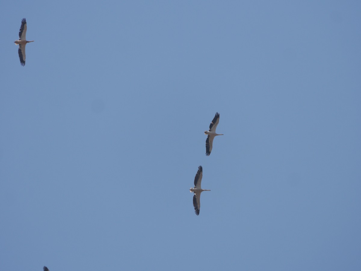Great White Pelican - ML120292391