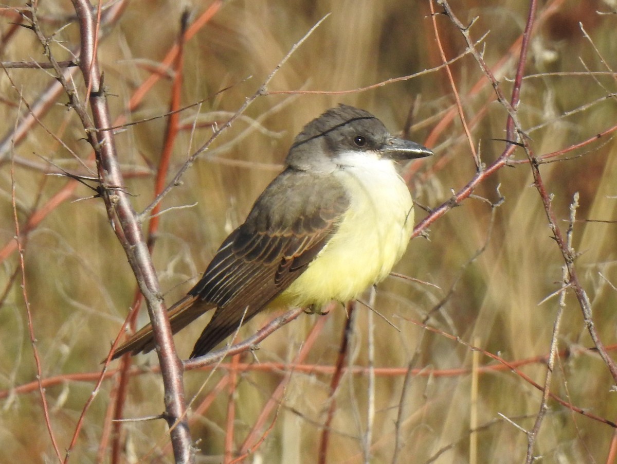 Thick-billed Kingbird - ML120293611