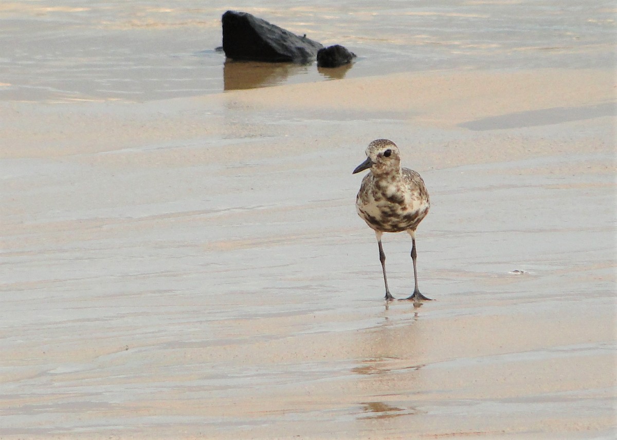 Black-bellied Plover - ML120294851