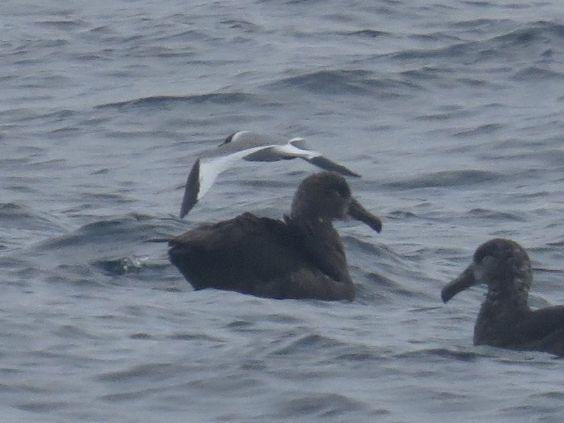 Sabine's Gull - ML120295331