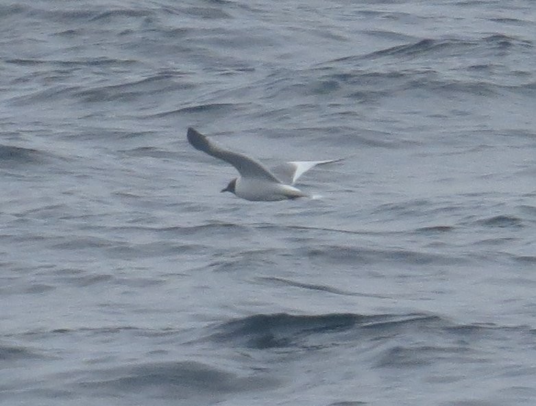 Sabine's Gull - ML120295341