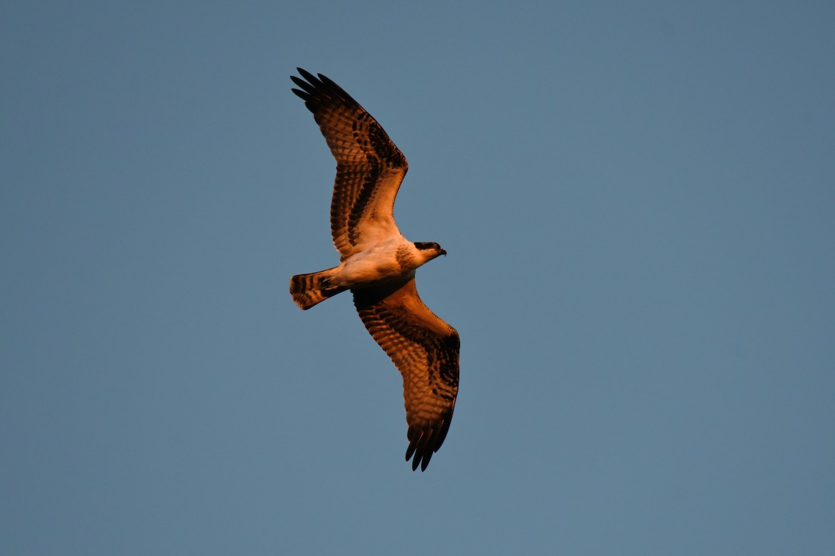 Balbuzard pêcheur (carolinensis) - ML120295901