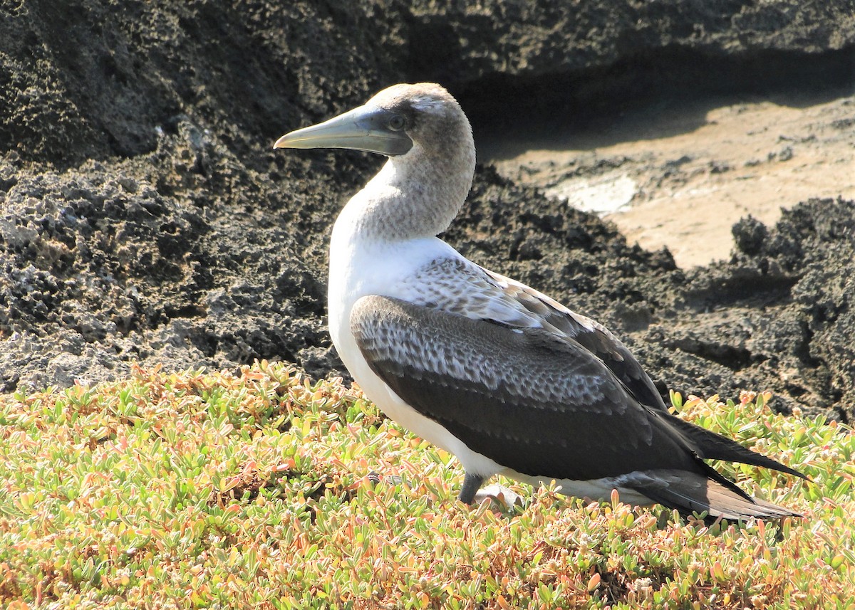 Masked Booby - Carlos Otávio Gussoni