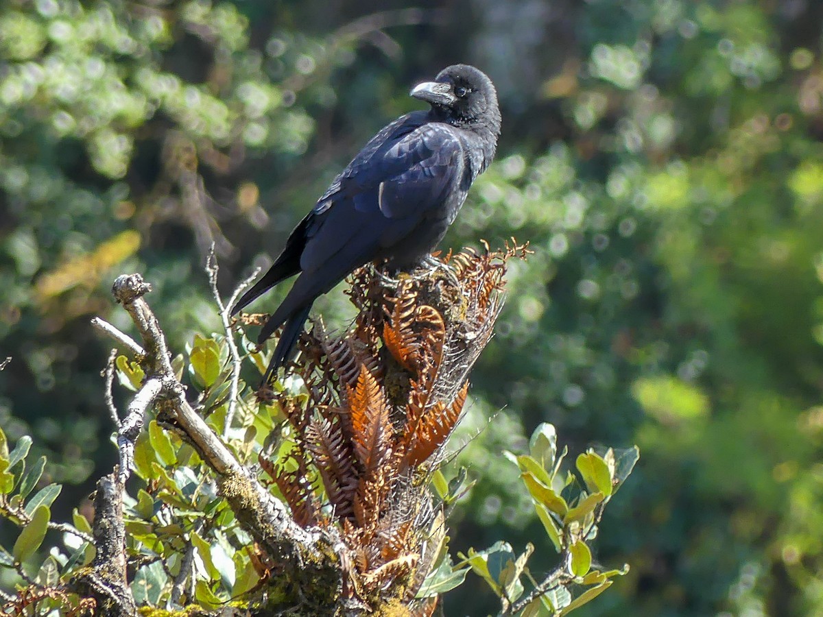 Large-billed Crow - Mike Prince