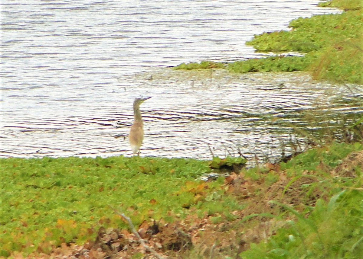 Squacco Heron - Carlos Otávio Gussoni