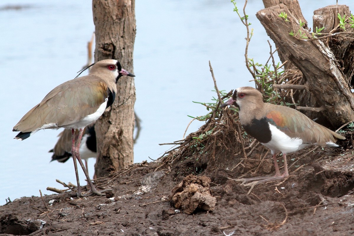 Southern Lapwing - ML120297771