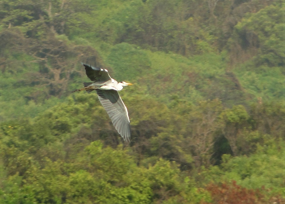 Gray Heron - Carlos Otávio Gussoni