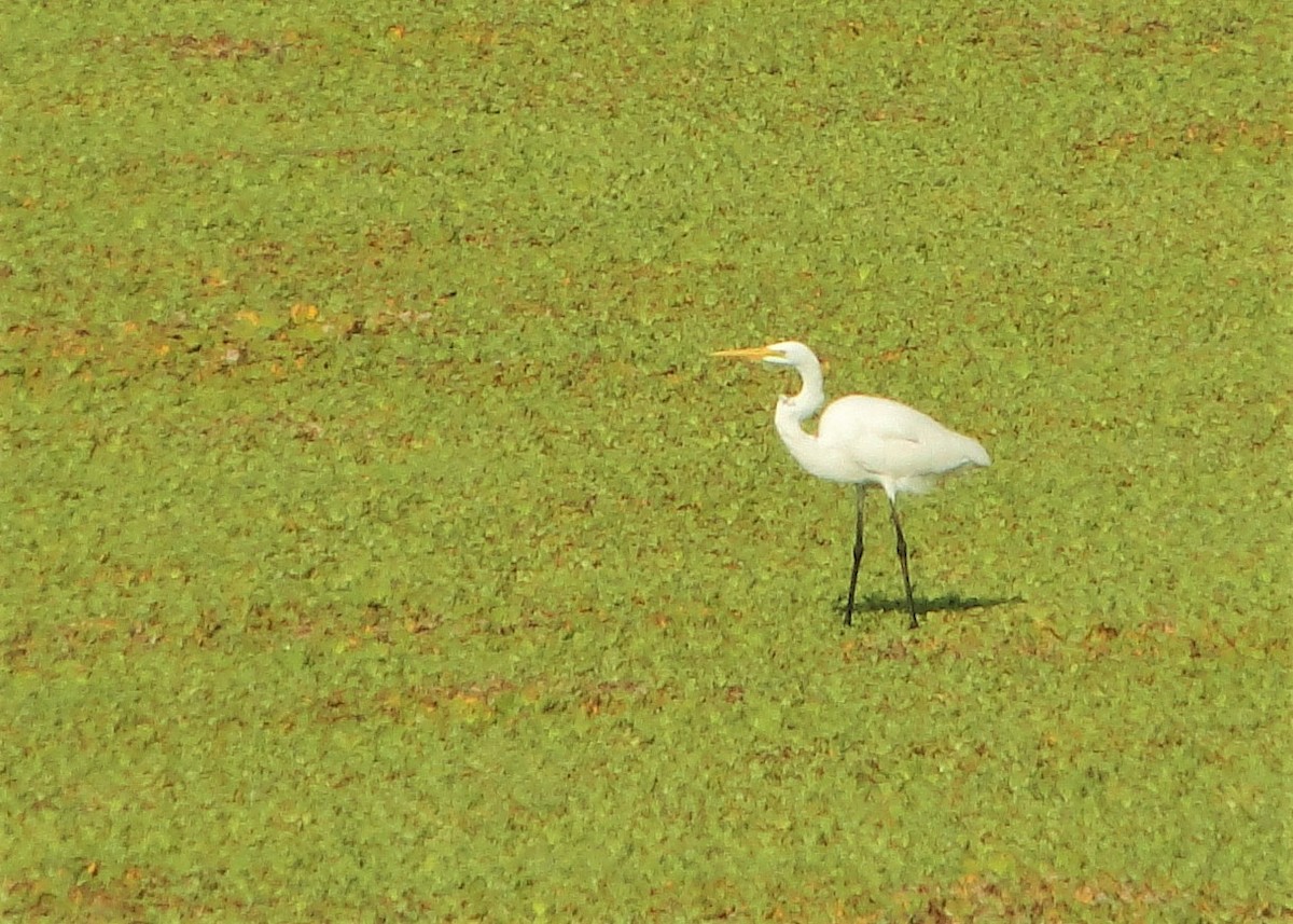 Great Egret - Carlos Otávio Gussoni