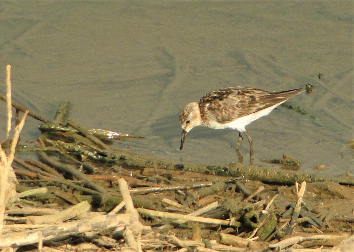 Little Stint - ML120298421