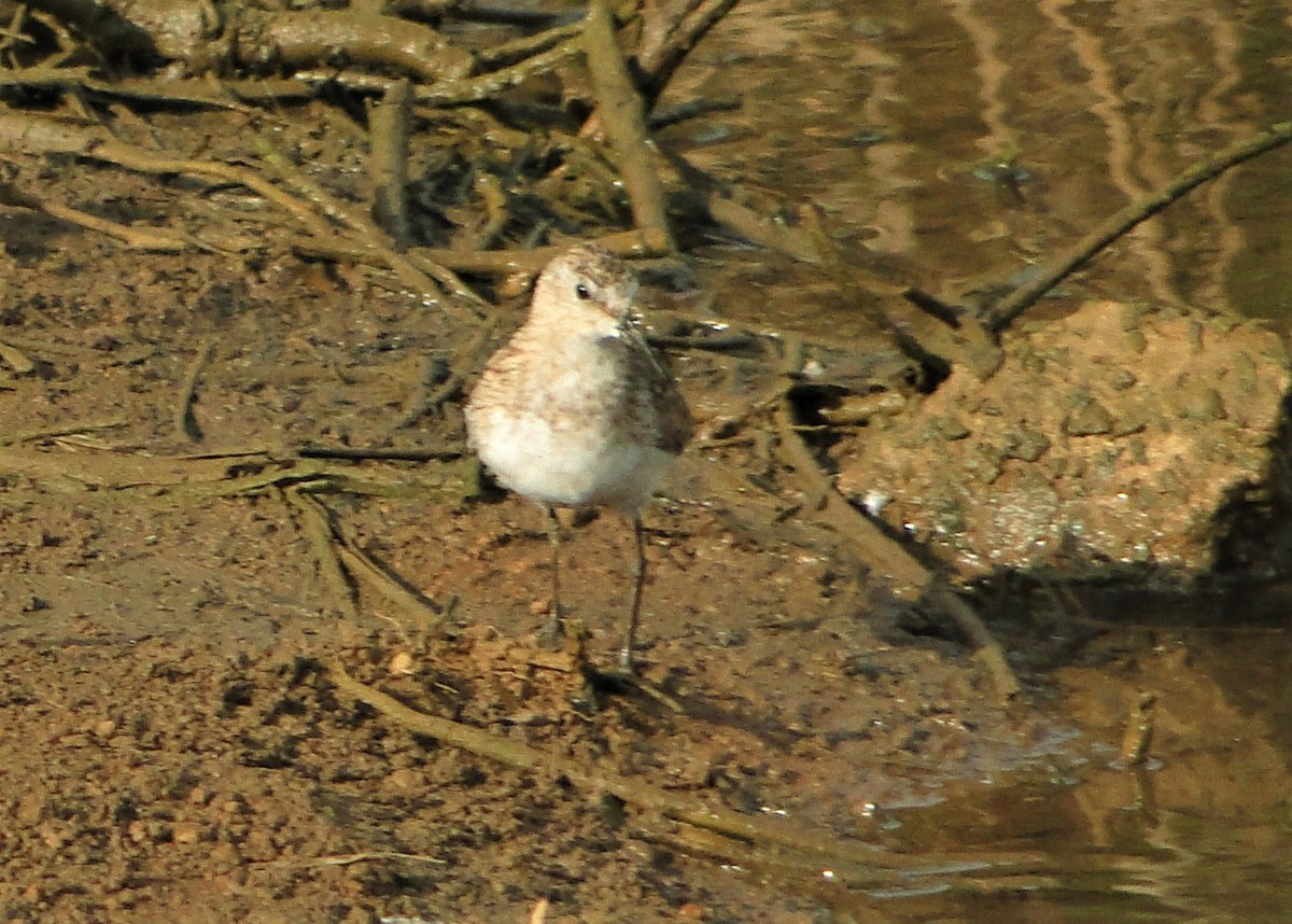 Little Stint - ML120298461