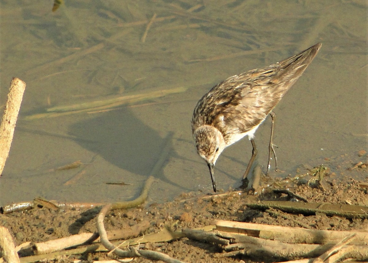 Little Stint - ML120298471