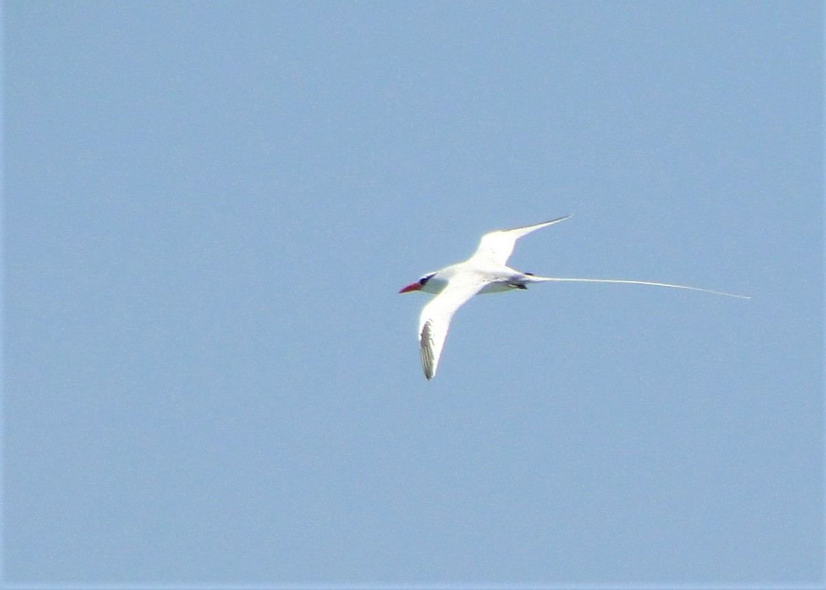 Red-billed Tropicbird - ML120298941