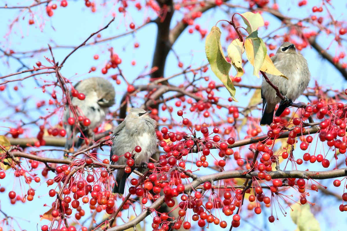 Cedar Waxwing - Gilles Falardeau