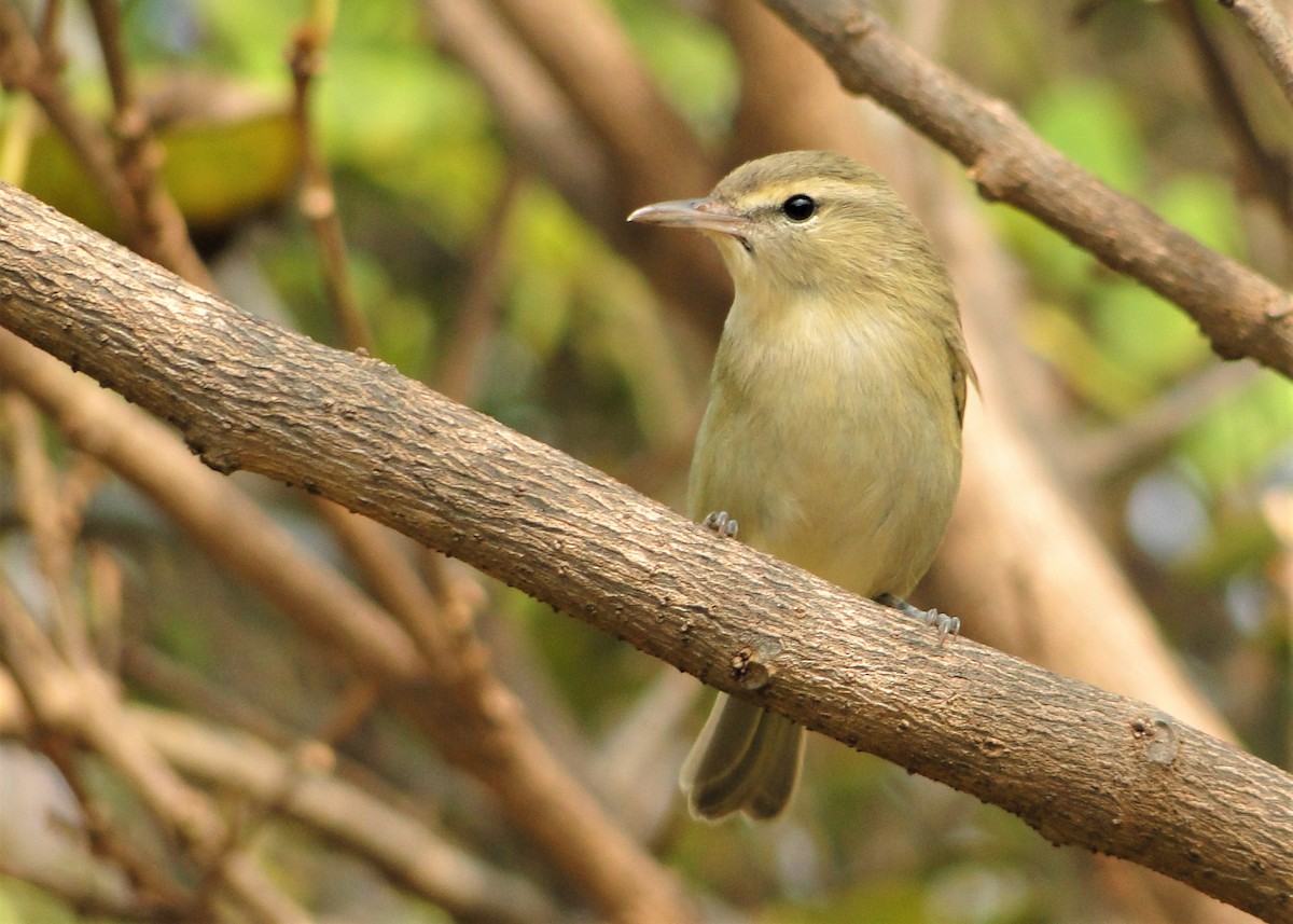 Noronha Vireo - ML120299671