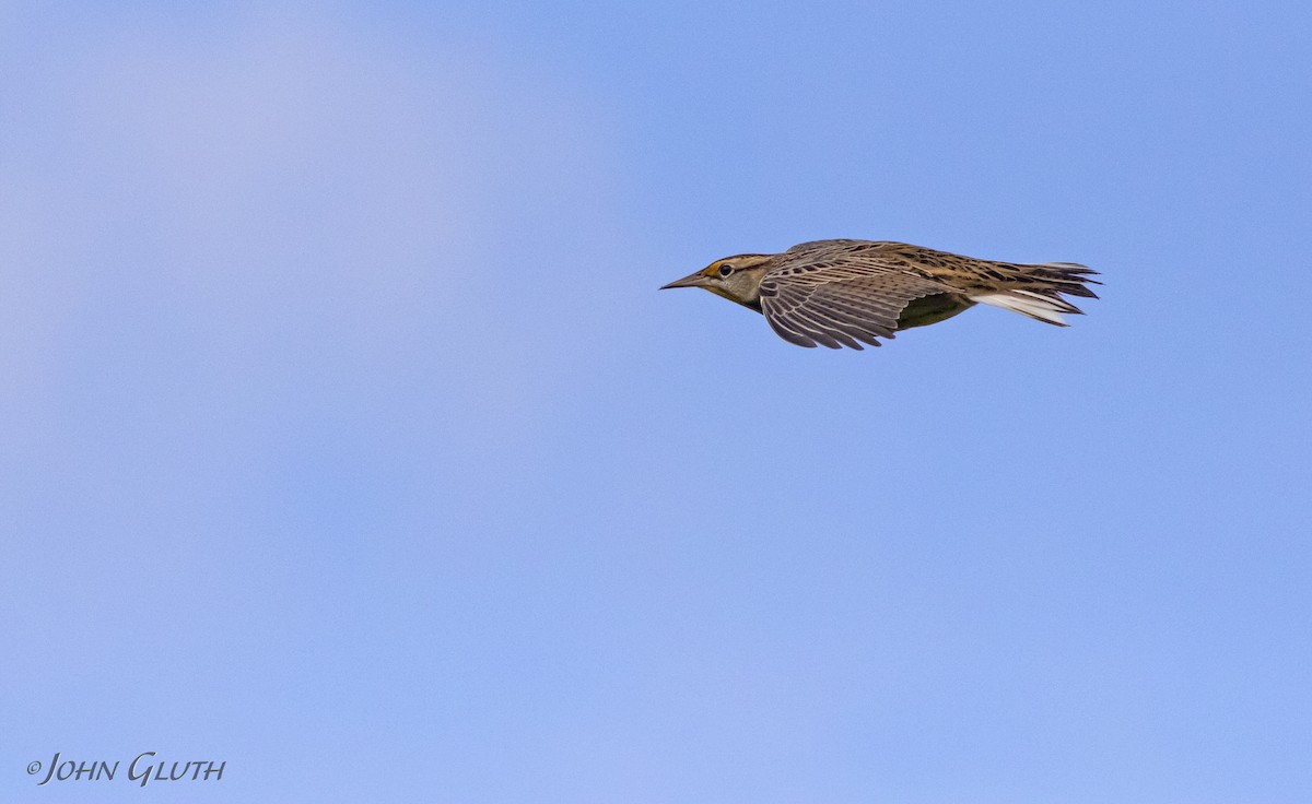 Eastern Meadowlark - ML120300221