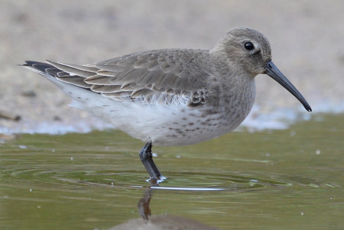 Dunlin - ML120300531