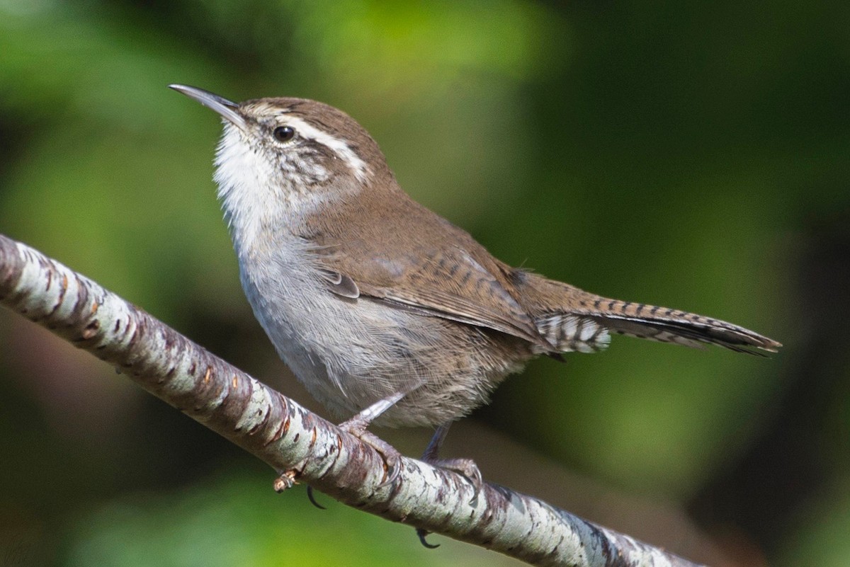 Bewick's Wren - ML120301151