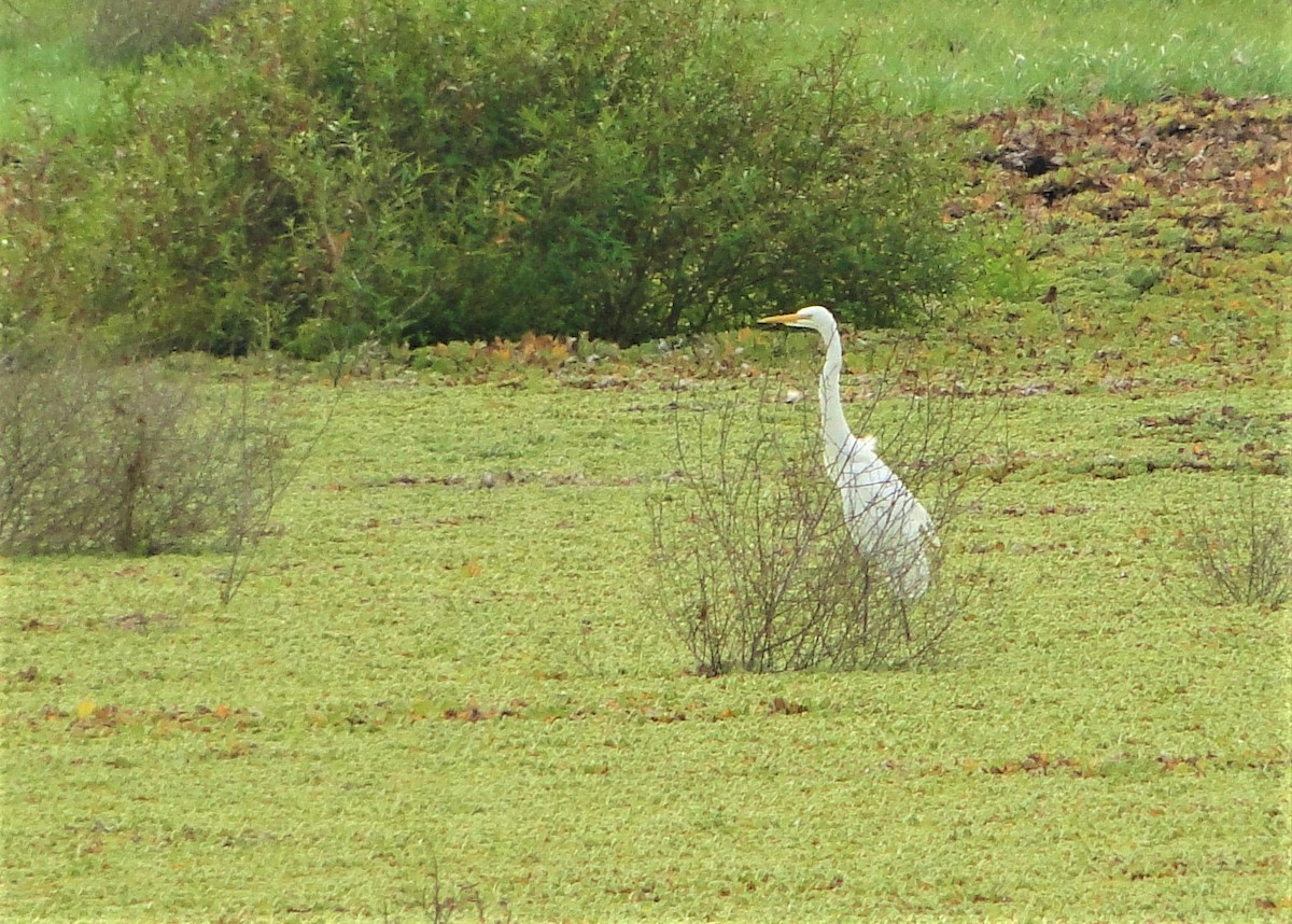 Great Egret - ML120302221