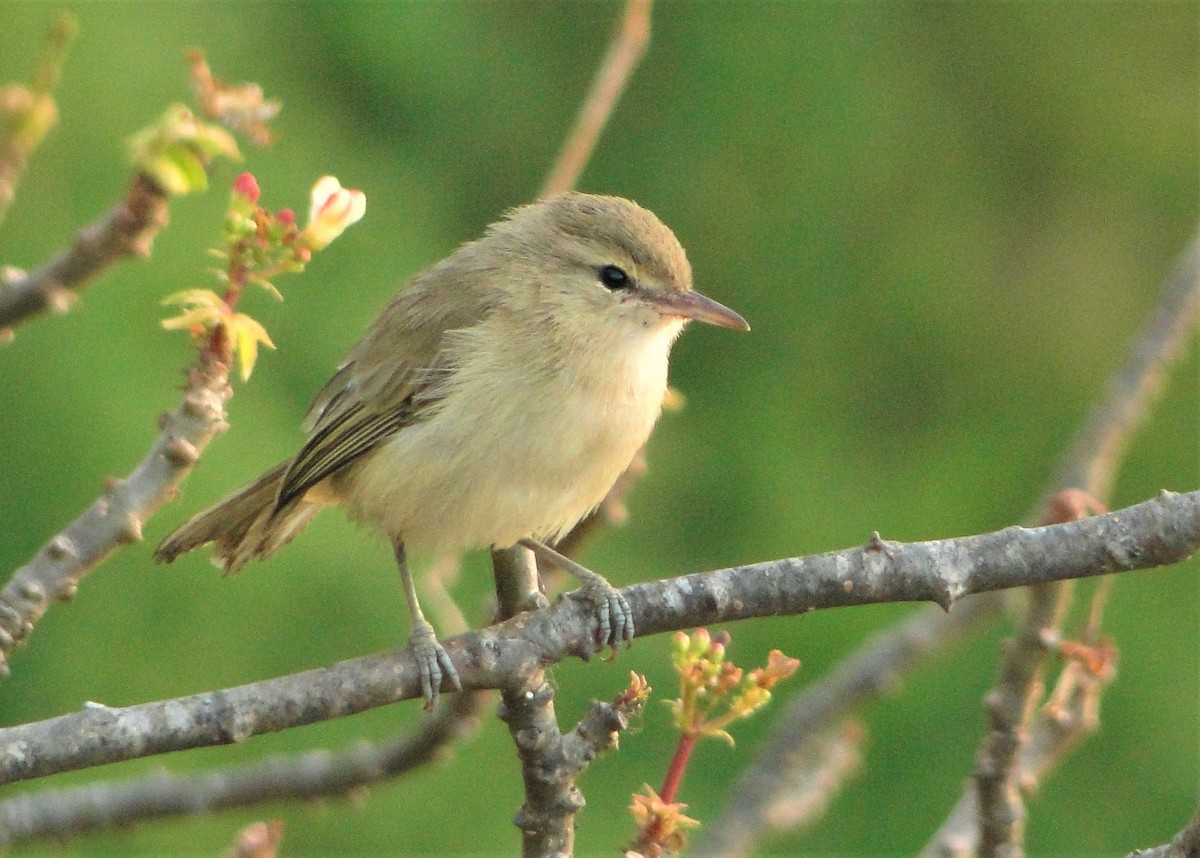 Vireo de Noronha - ML120302481