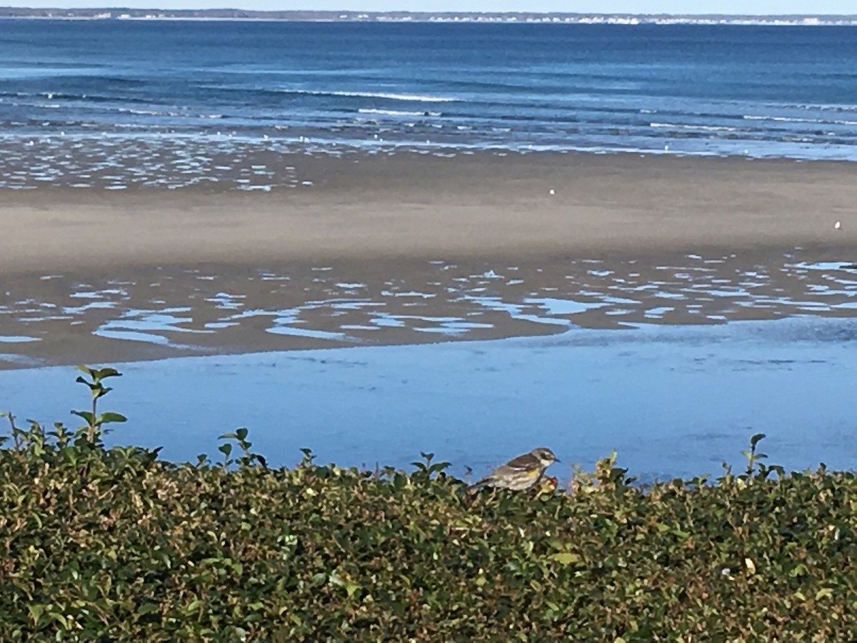 Yellow-rumped Warbler - ML120302651