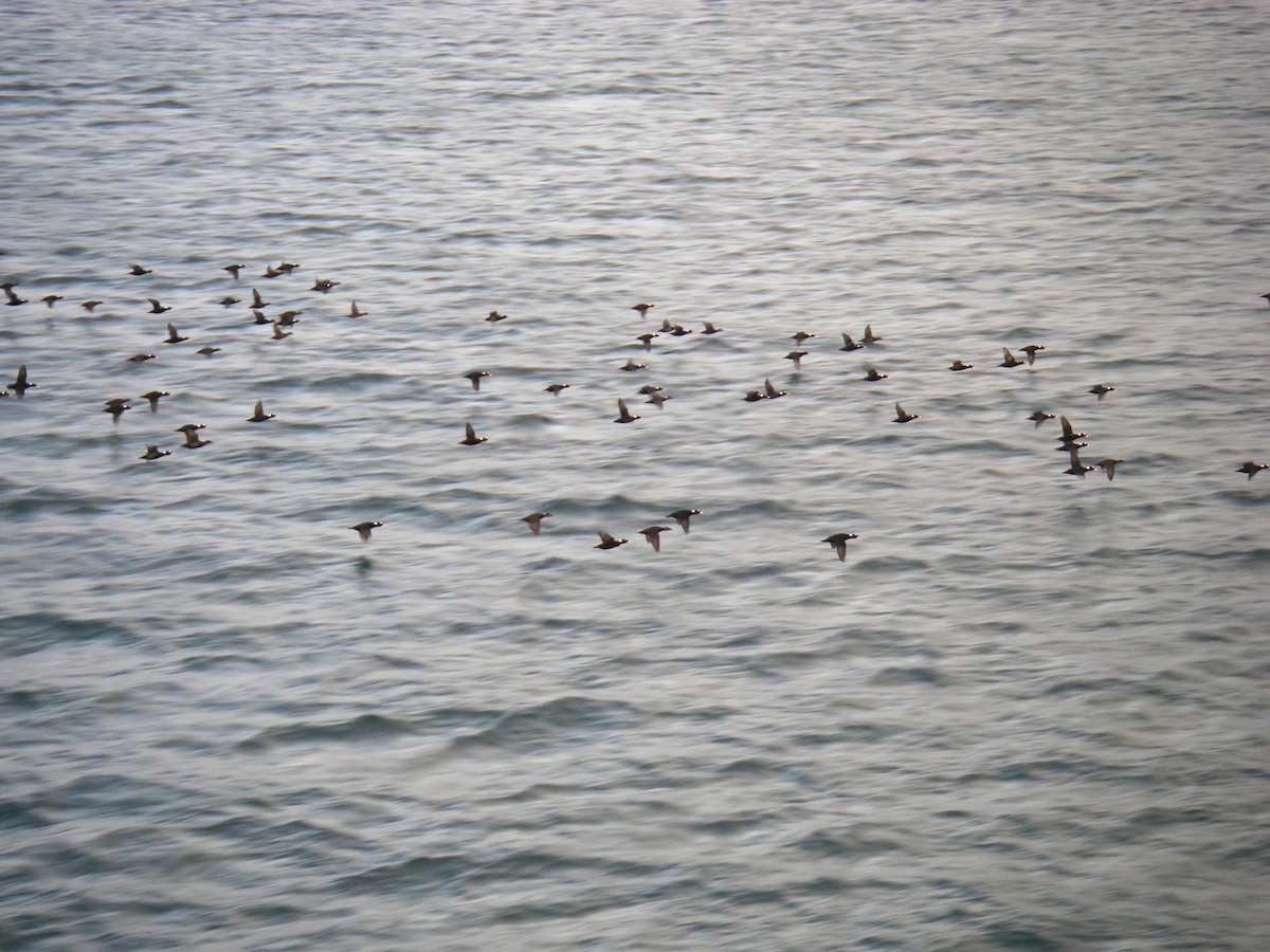 Surf Scoter - ML120303461