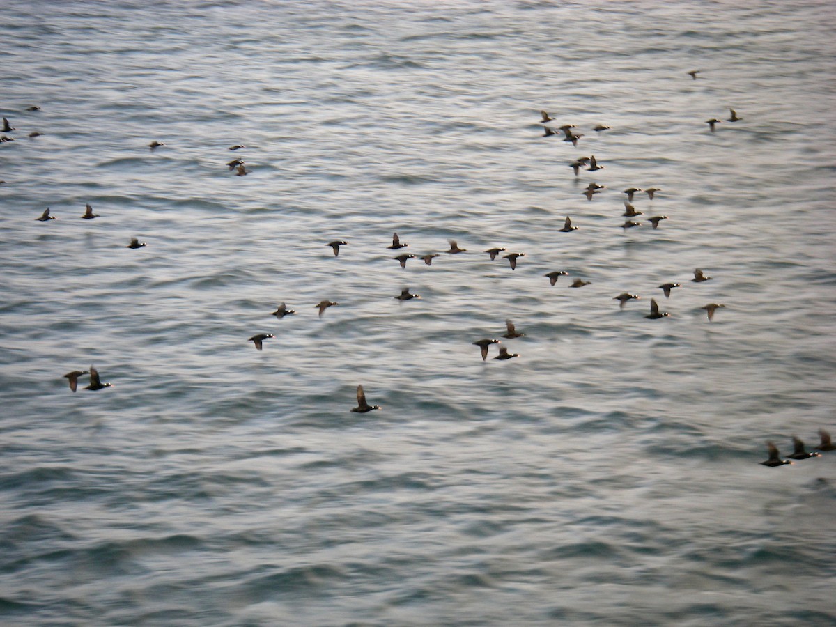 Surf Scoter - ML120303471