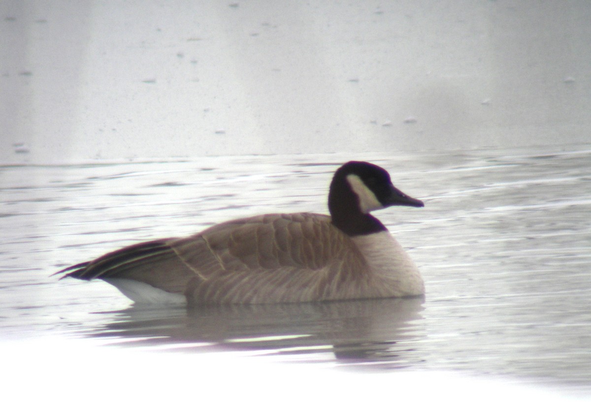 Canada Goose (canadensis Group) - ML120303931