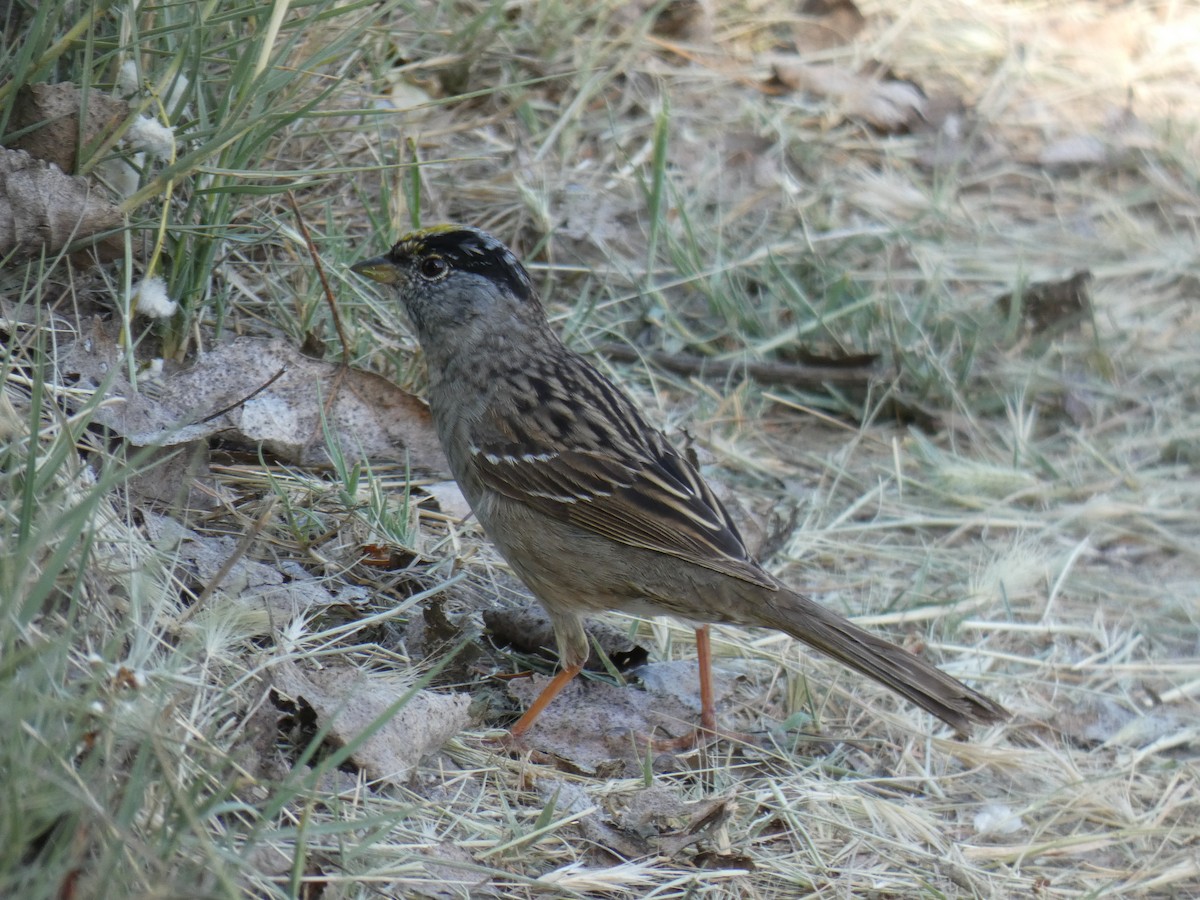 Golden-crowned Sparrow - ML120304011