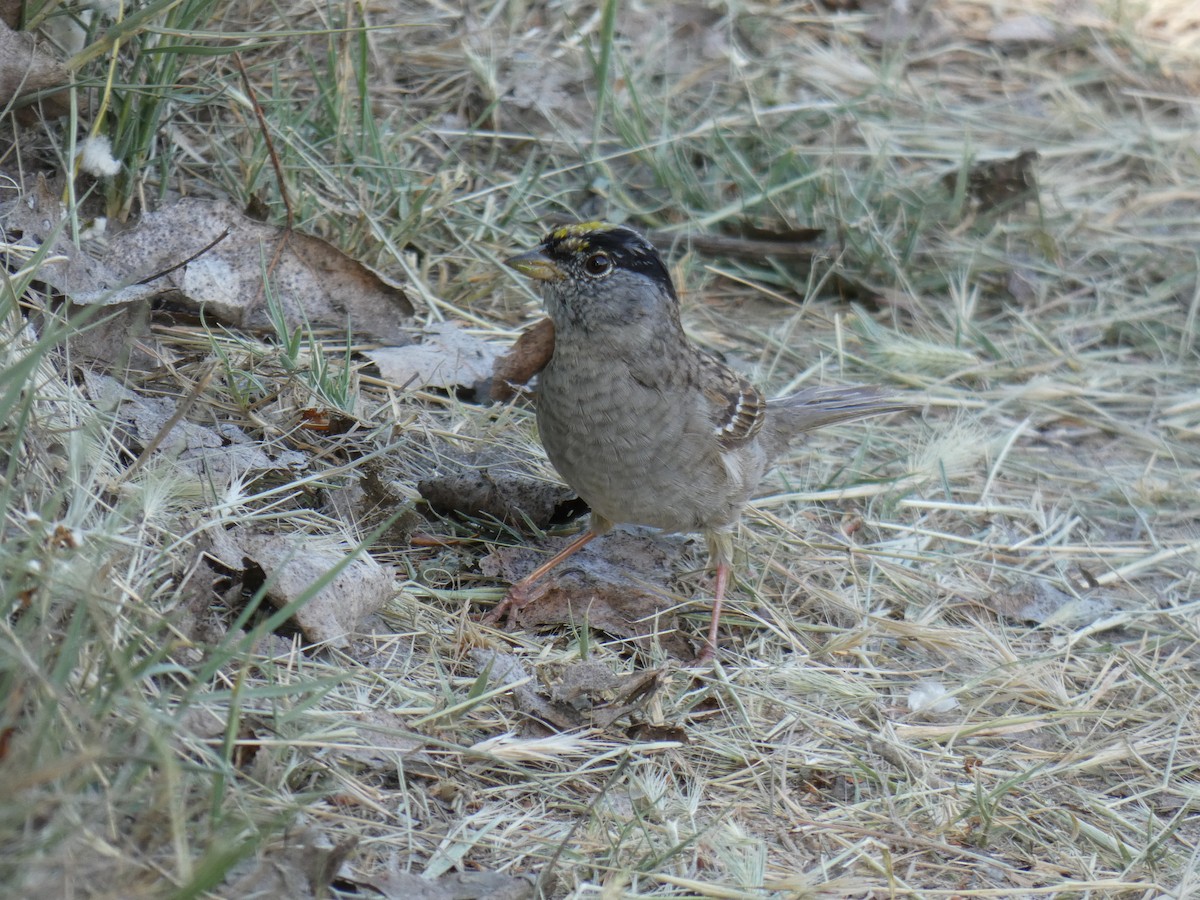 Golden-crowned Sparrow - ML120304021