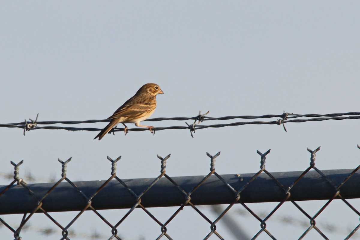 Vesper Sparrow - ML120304151