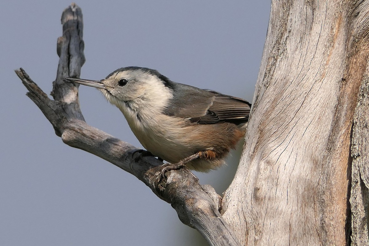 White-breasted Nuthatch (Pacific) - ML120304821