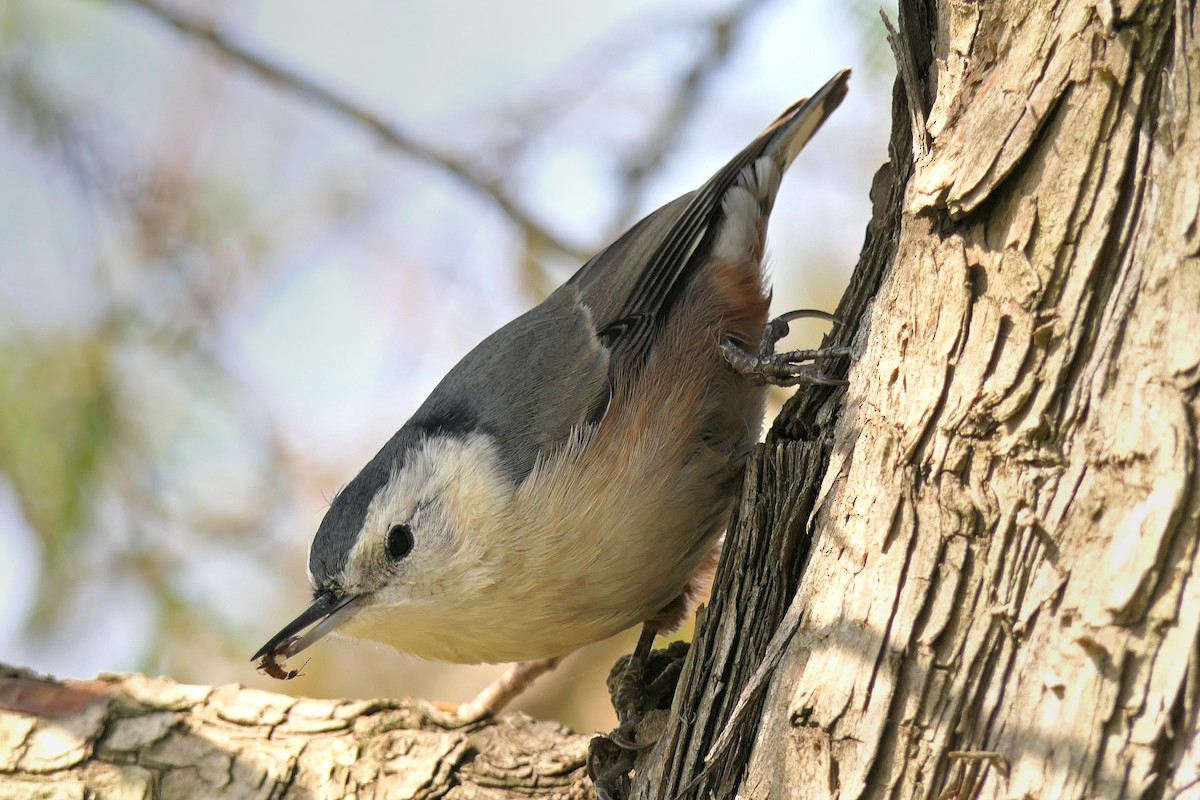 White-breasted Nuthatch (Pacific) - Robert Hamilton