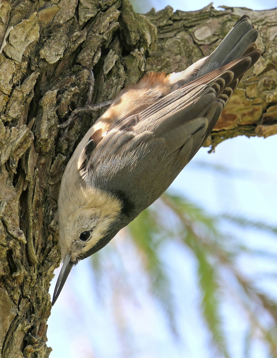 hvitbrystspettmeis (aculeata/alexandrae) - ML120304881