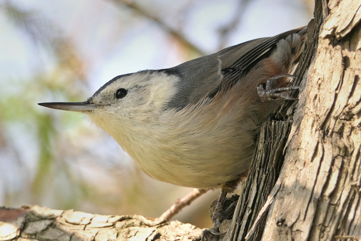 hvitbrystspettmeis (aculeata/alexandrae) - ML120304891