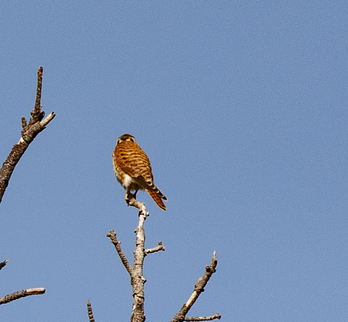 American Kestrel - ML120307261