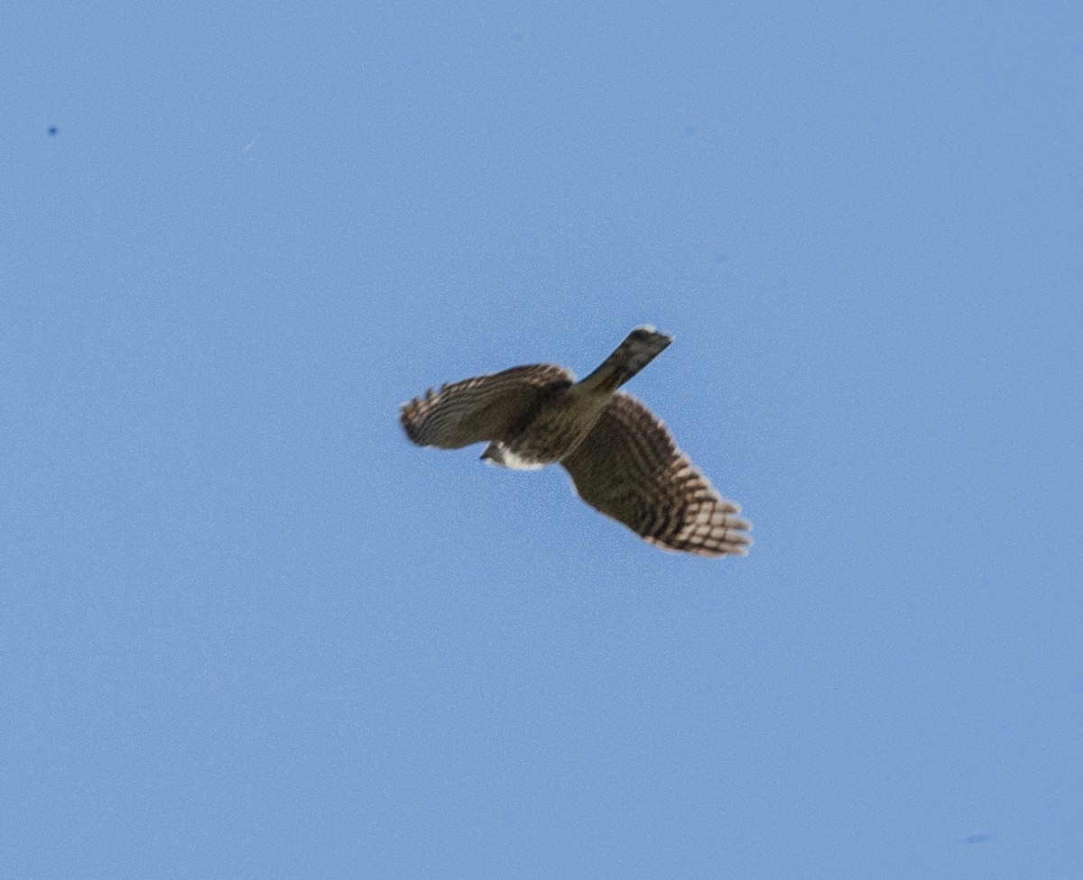 American Goshawk - ML120309861