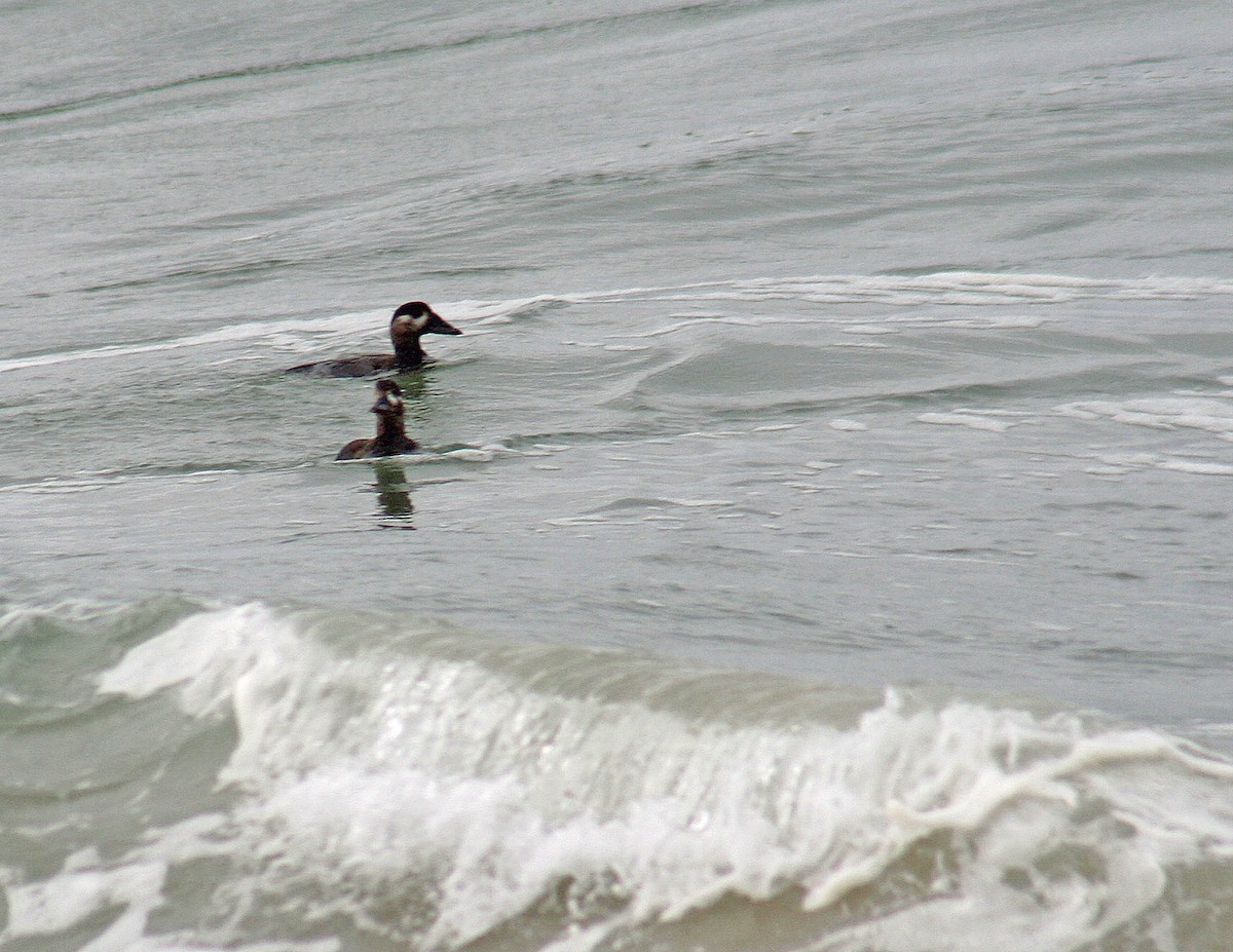 Surf Scoter - ML120310141