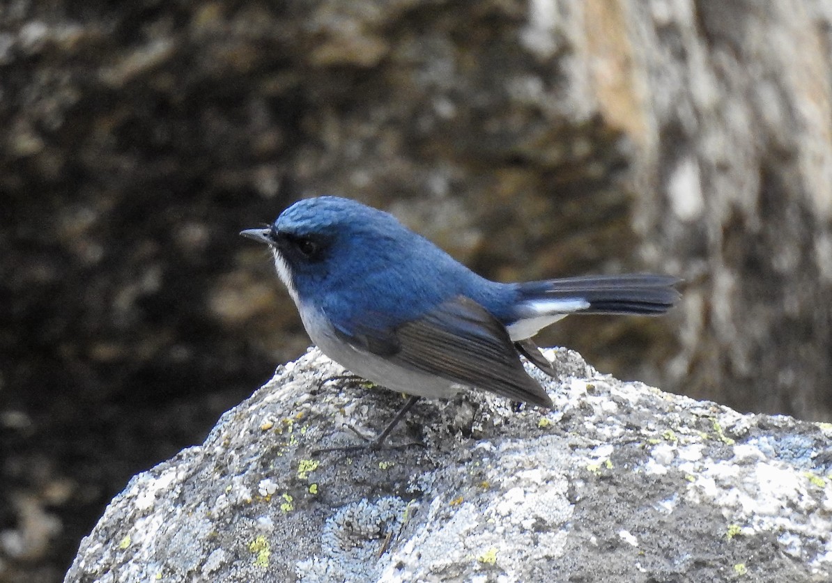 Slaty-blue Flycatcher - ML120310301