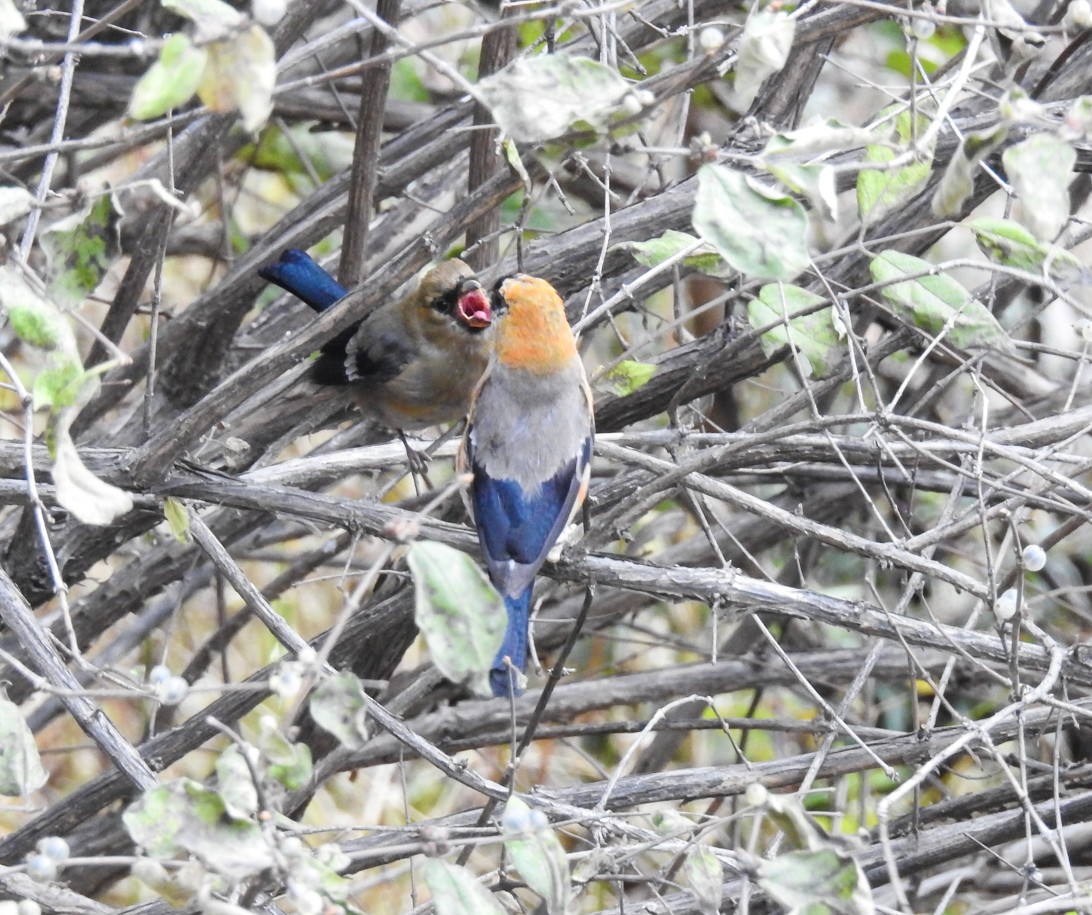 Red-headed Bullfinch - ML120310431