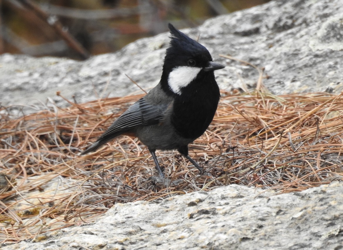 Rufous-naped Tit - ML120310931